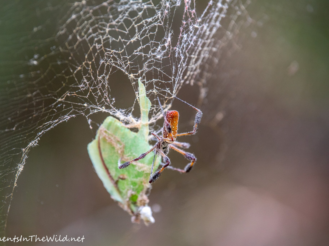 Salt Springs Recreation Area-Salt Springs必去景点