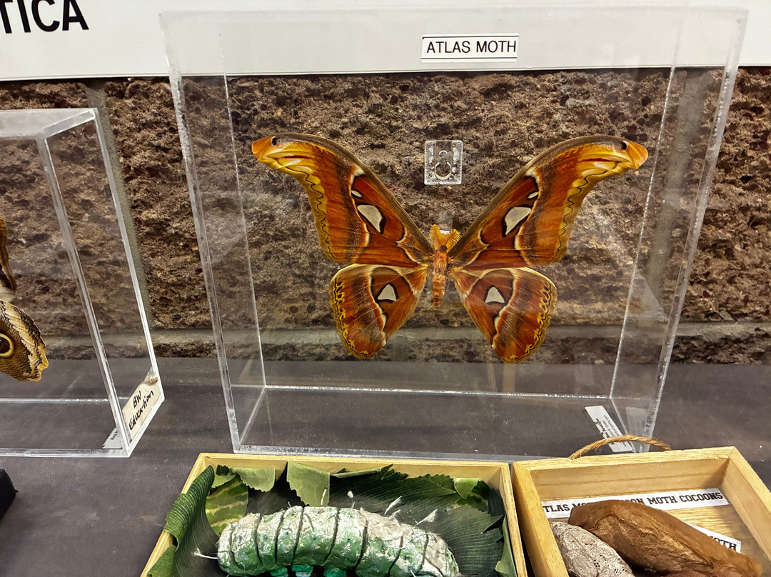 Butterfly Wonderland-斯科茨代尔必去景点