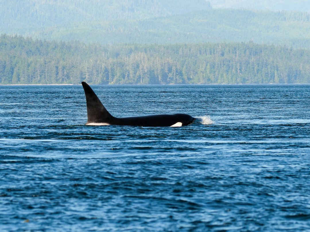 Vancouver Island Photo Tours-Port McNeill必去景点