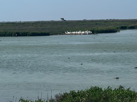 Leonabelle Turnbull Birding Center-阿兰瑟斯港必去景点