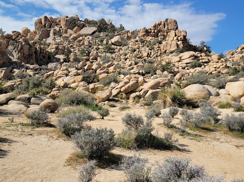 Joshua Tree National Park-约书亚树必去景点