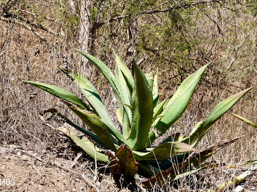 Zapotrek-瓦哈卡必去景点