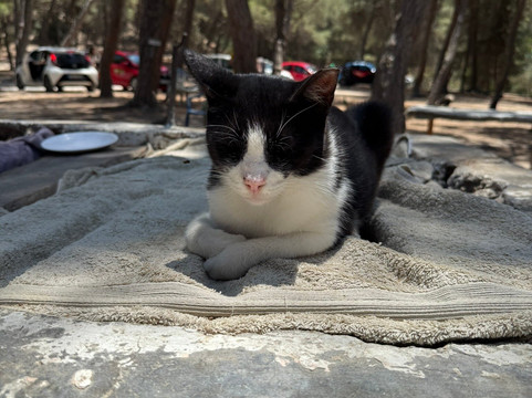 Plaka Forest-Kós必去景点