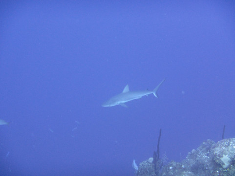 Aqua TCI-普罗维登西亚莱斯必去景点