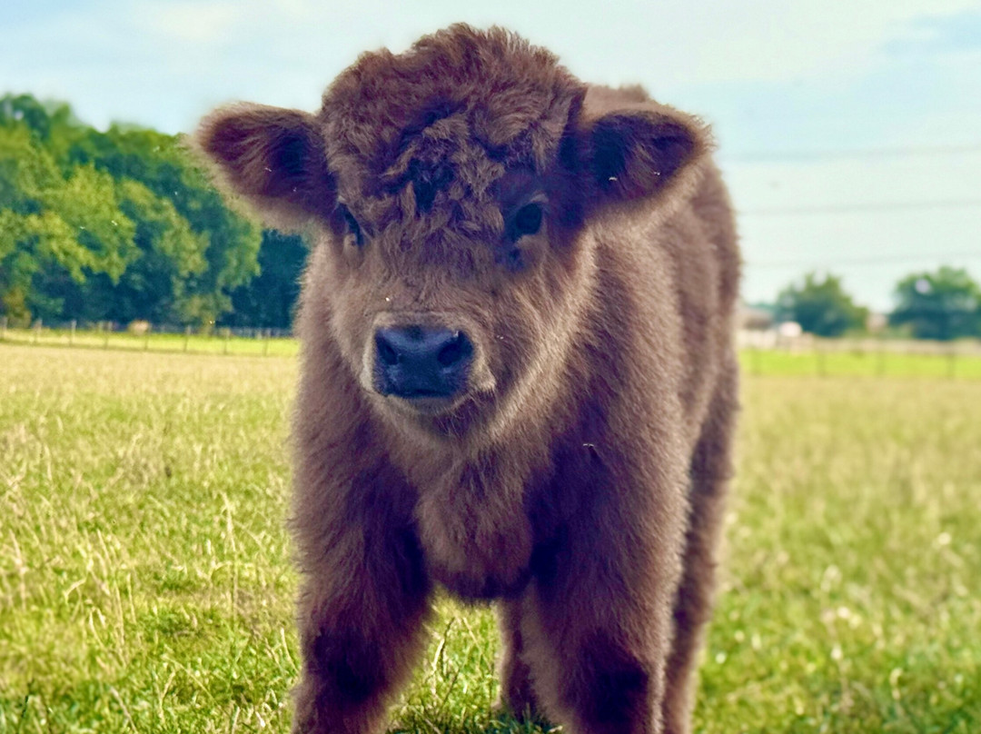 Rhosyn Farm Highland Cattle Experiences-Barton under Needwood必去景点