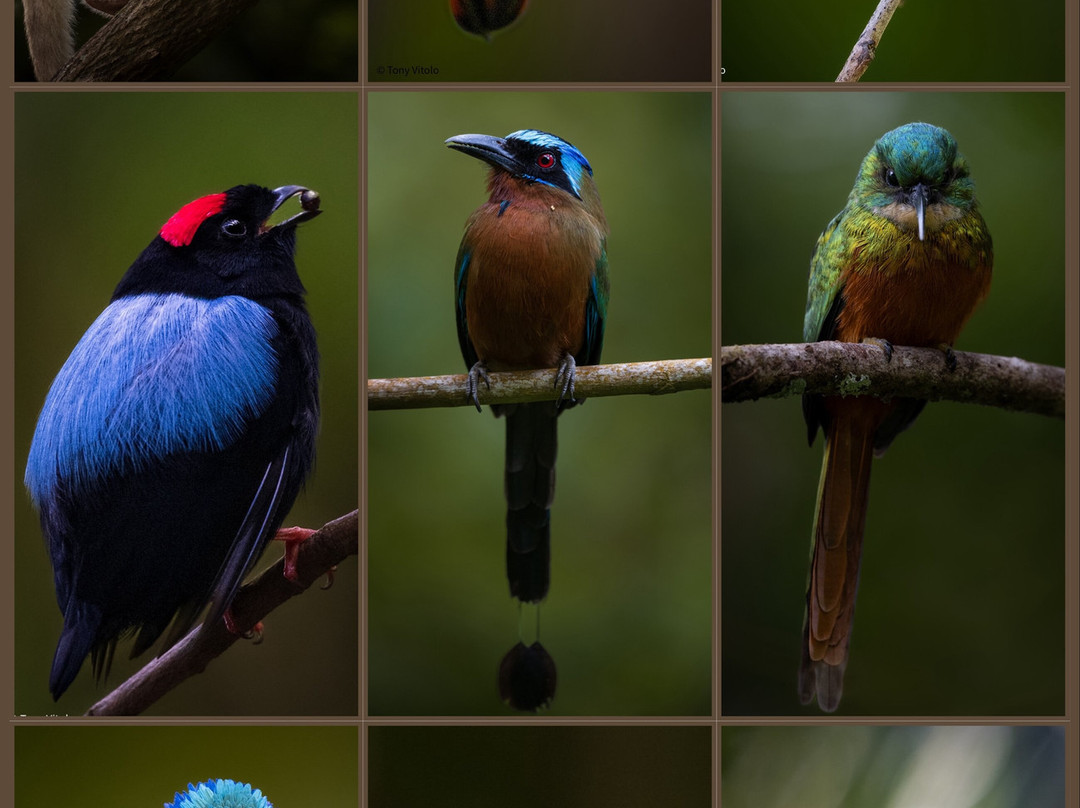 Bajnath's Estate Hummingbird Sanctuary-Matura必去景点
