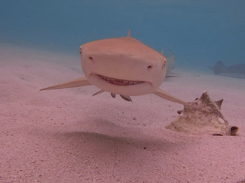 West End Ecology Tours-West End必去景点