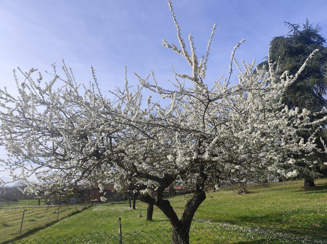 Agriturismo Belvedere