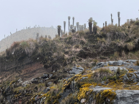 Jaguarundi Travel-波哥大必去景点