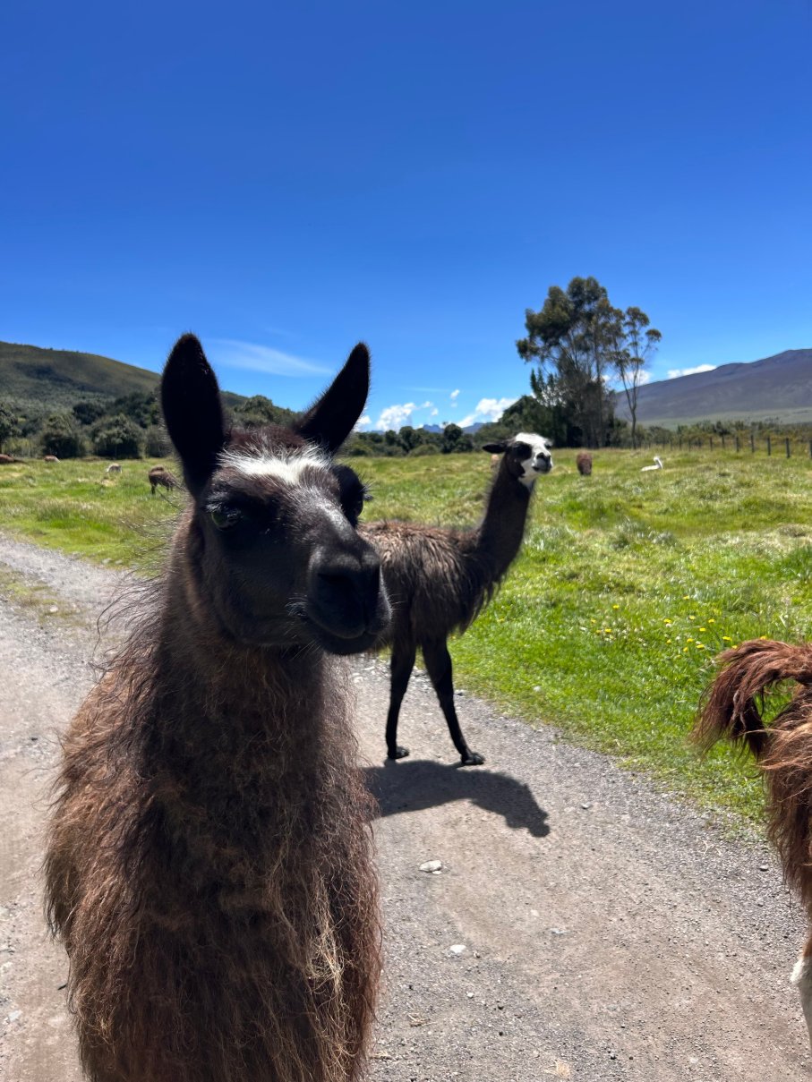The Secret Garden Cotopaxi-官方