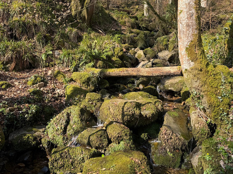 Allen Banks and Staward Gorge-Bardon Mill必去景点