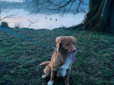 Talkin Tarn Park-卡莱尔必去景点