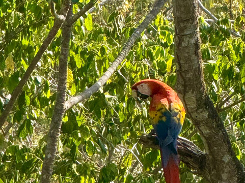 Macaw Recovery Network-Punta Islita必去景点