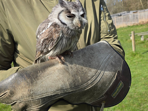 UK Owl And Raptor Centre-Groombridge必去景点