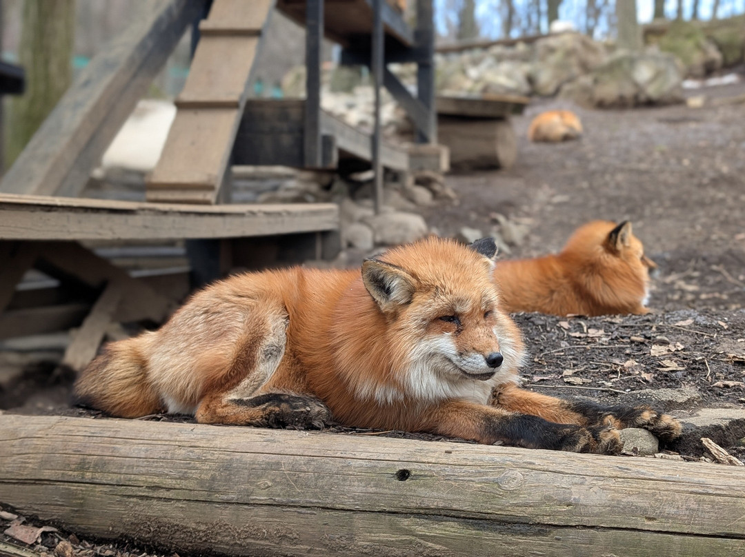 Miyagi Zao Fox Village-白石市必去景点
