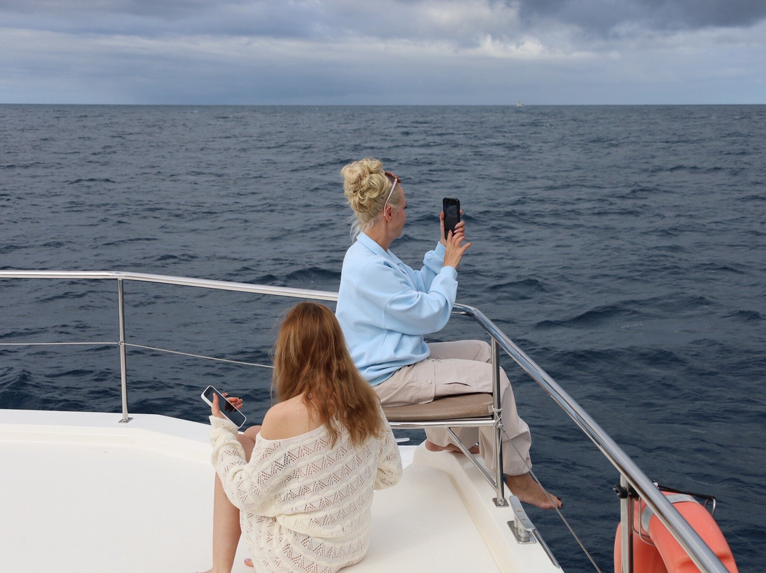 Vip Dolphins-沙尔必去景点