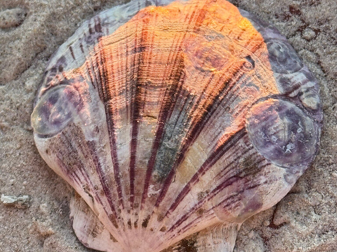 Glenelg Beach-格莱内尔格必去景点