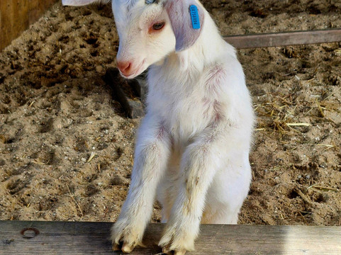 Quex Adventure Farm Park-Birchington必去景点