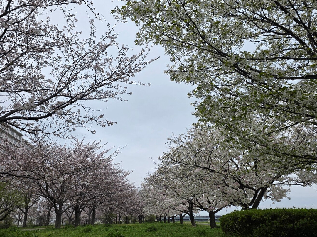 Komatsugawa Sembonzakura-江戸川区必去景点