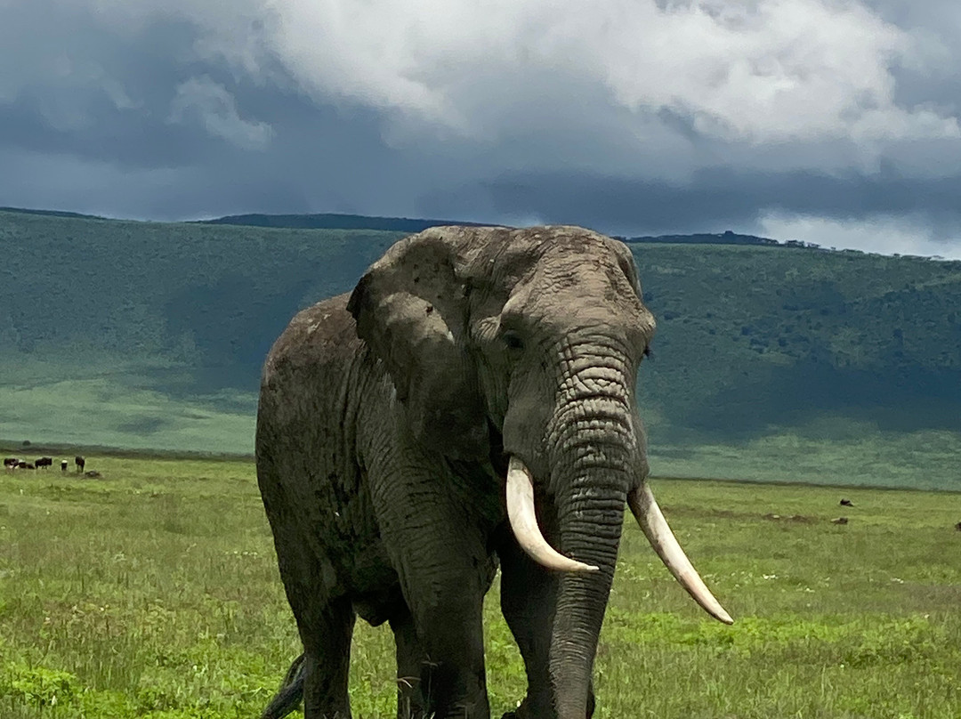 Leopard Tours Limited-阿鲁沙必去景点