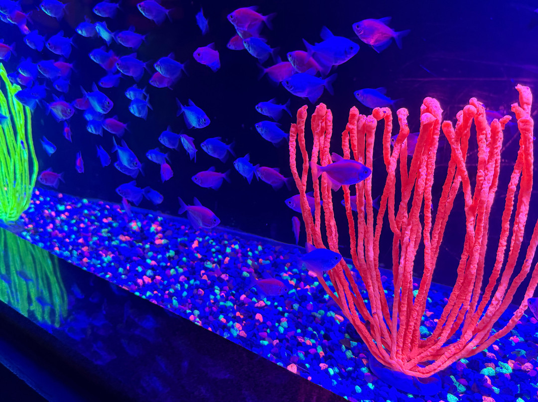 Acuario Michin Puebla-普埃布拉必去景点