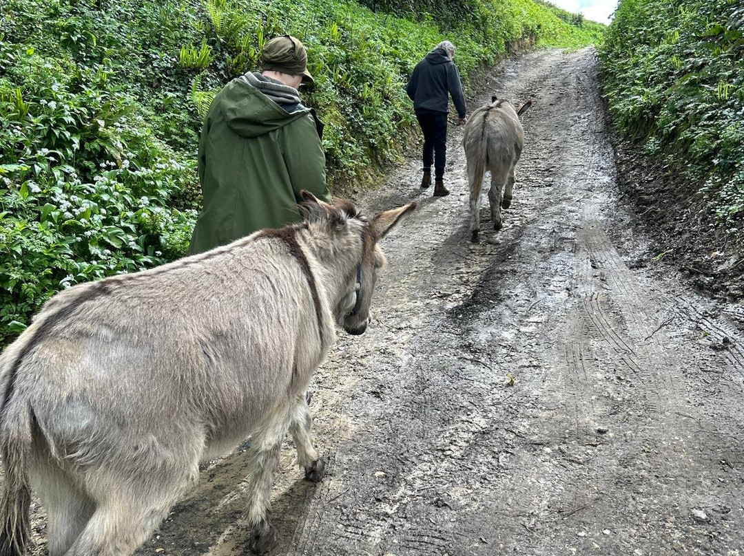 Donkey Walking Adventures-Beaminster必去景点