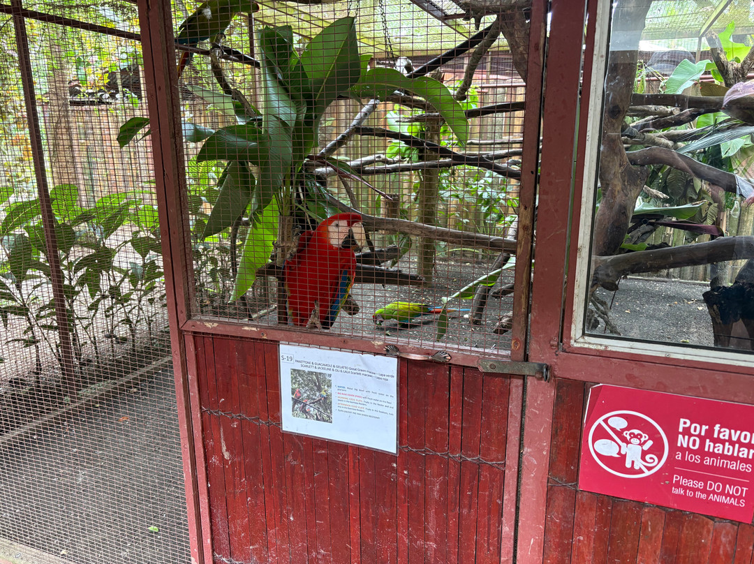 Jaguar Rescue Center-旧港必去景点