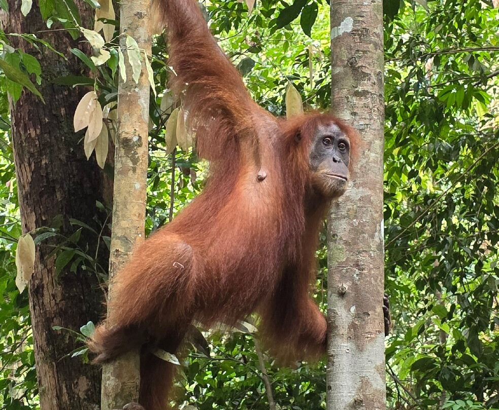 WONDERFULL ORANGUTAN SUMATRA-武吉拉旺必去景点