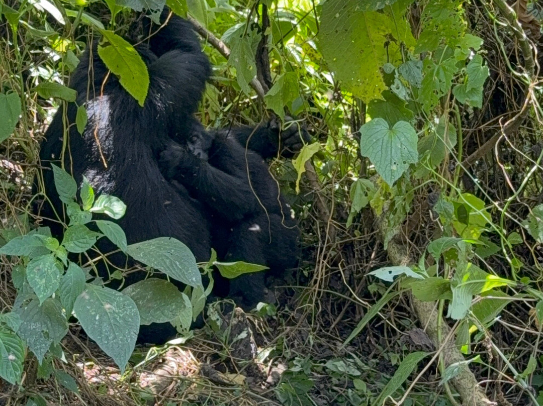 Mambo Gorilla Safari Uganda-吉佳利必去景点