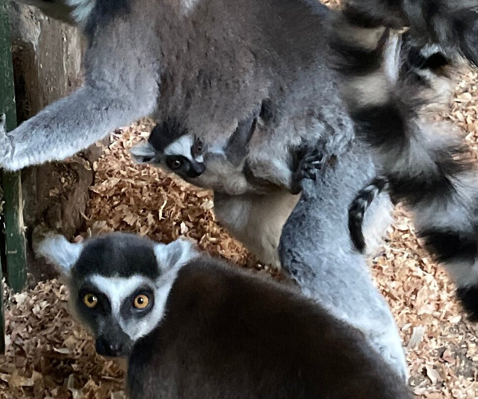 Greenacres Animal Park-Deeside必去景点