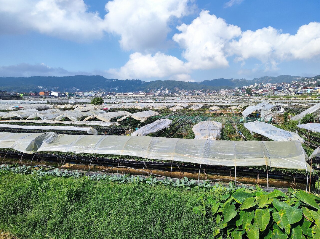 Strawberry Farm-La Trinidad必去景点