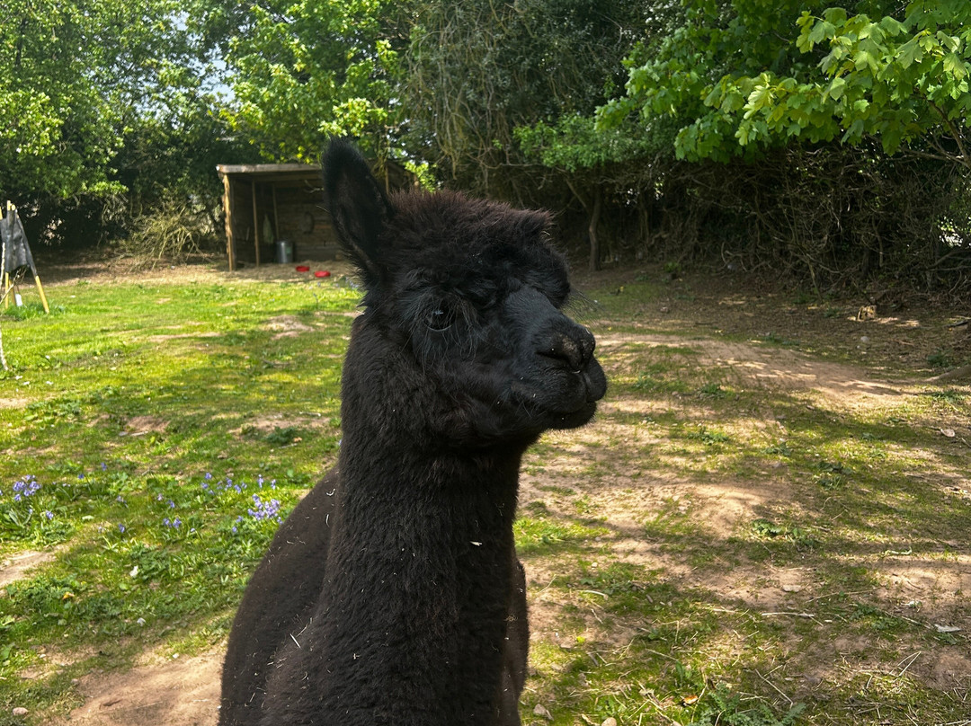 Alpaca Lodge-Gorey必去景点