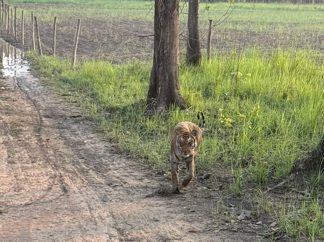 Dudhwa National Park-Dudhwa National Park必去景点