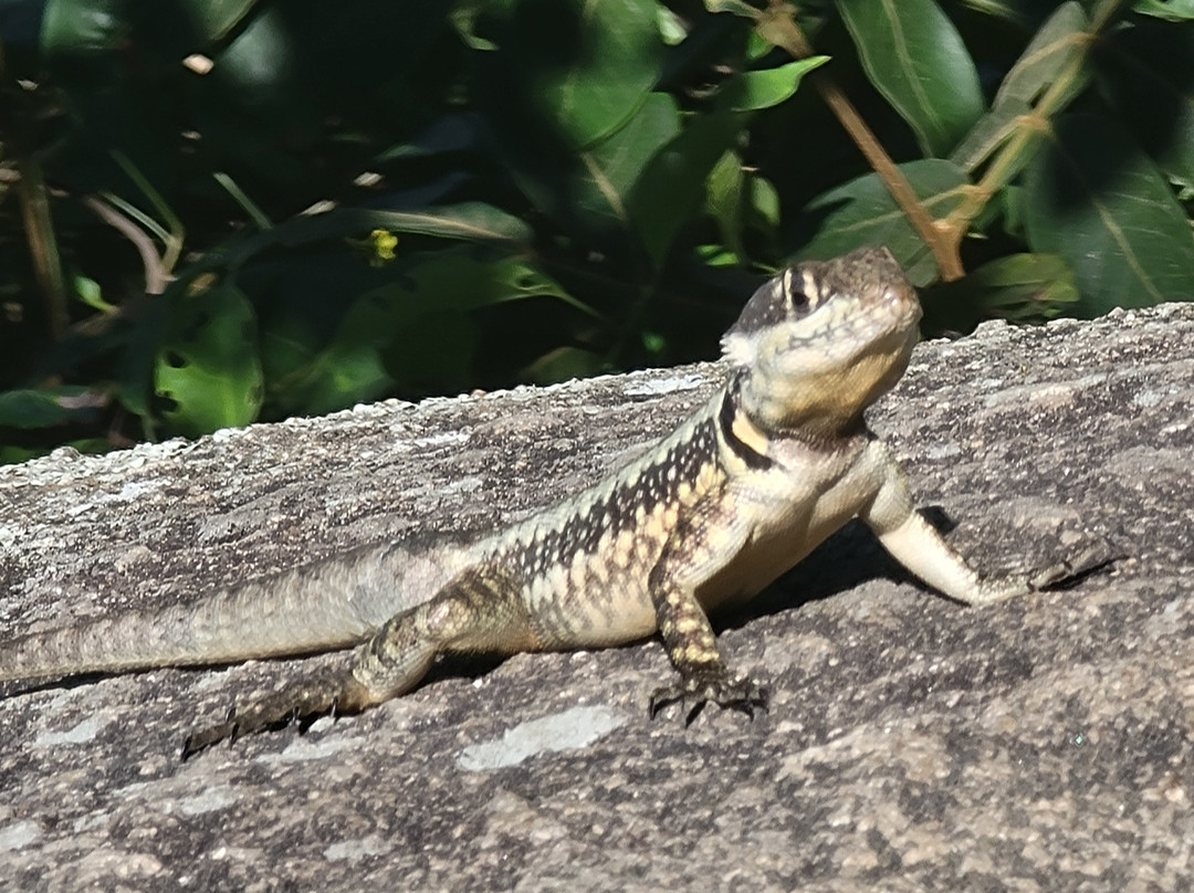 Trilha Pedra do Telégrafo-里约热内卢必去景点