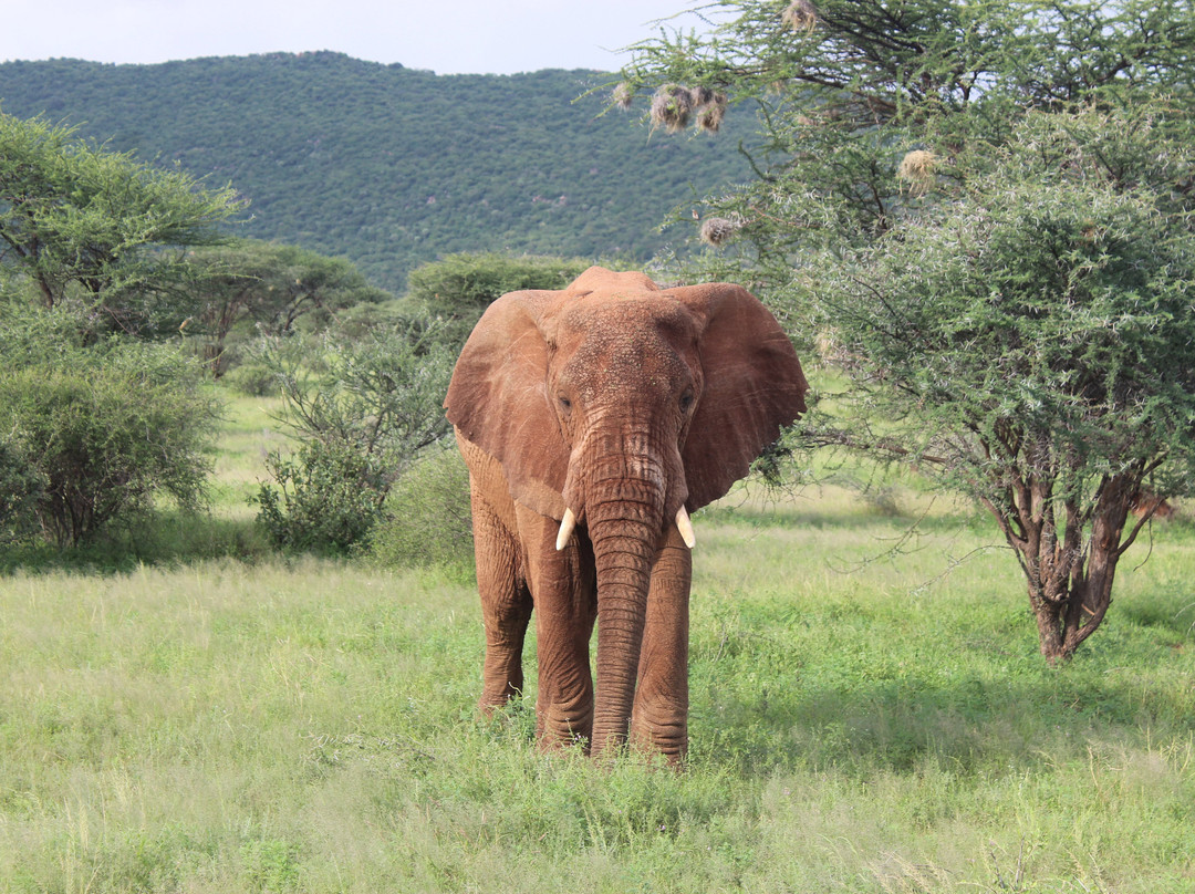 Samburu National Reserve-内罗毕必去景点