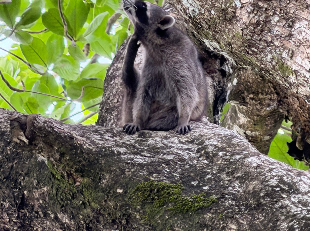 Cahuita National Park-卡维塔必去景点