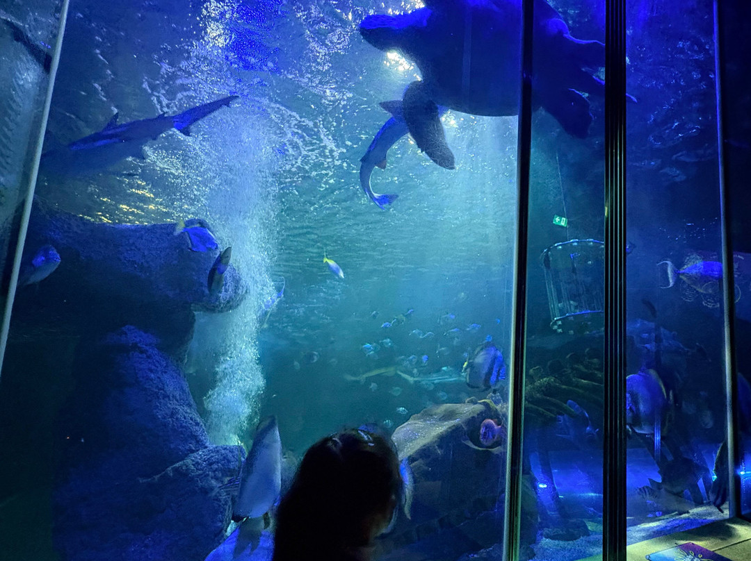 SEA LIFE Hunstanton-Hunstanton必去景点