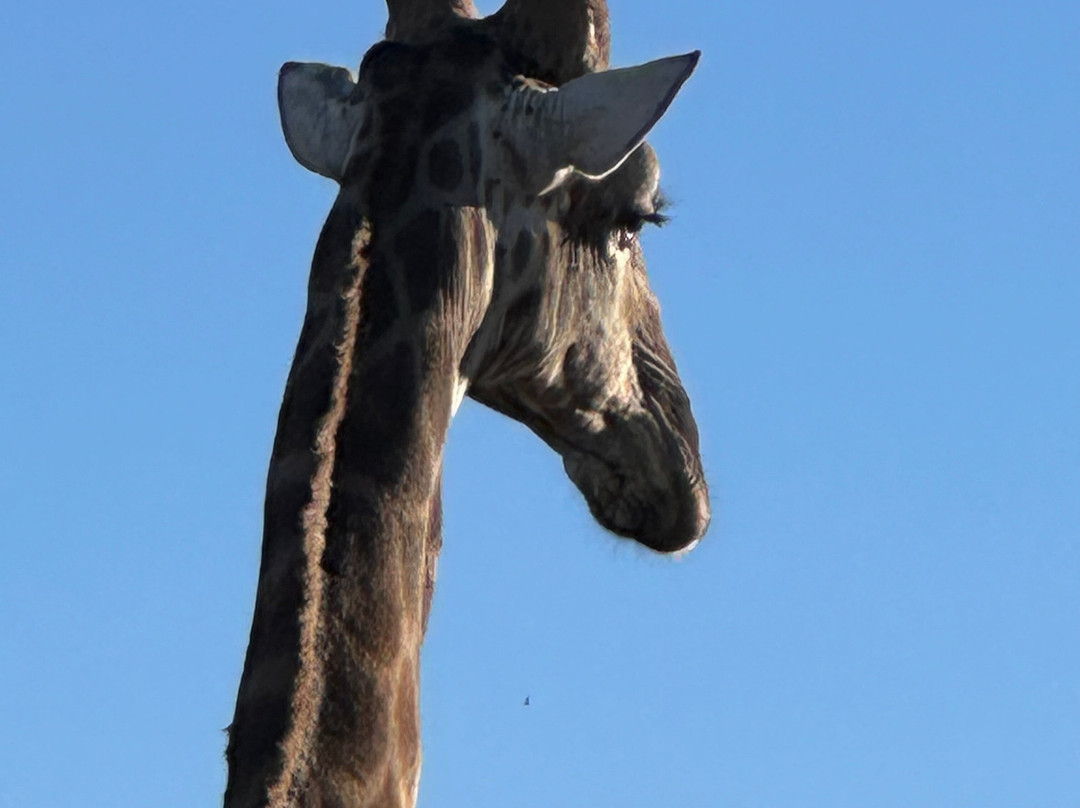 Southern Kruger Safaris-玛洛斯帕克必去景点