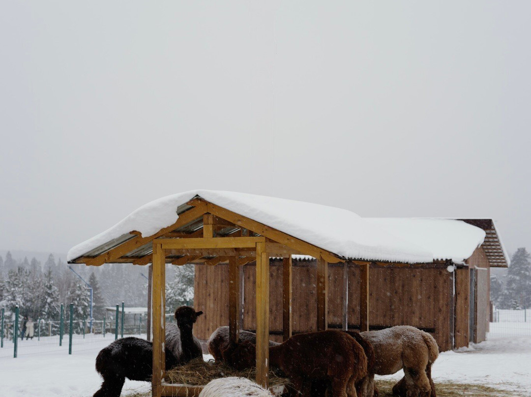 Russian Alpaca Farm-Pokhodkino必去景点