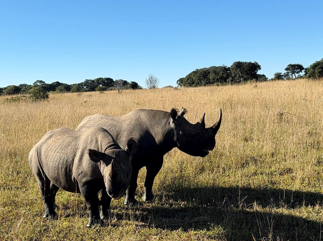 Imire: Rhino & Wildlife Conservation-韦扎必去景点