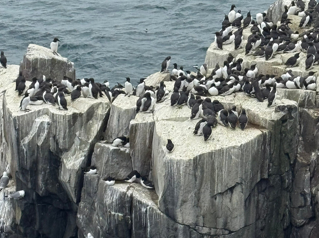 Serenity Farne Island Boat Tours-Seahouses必去景点