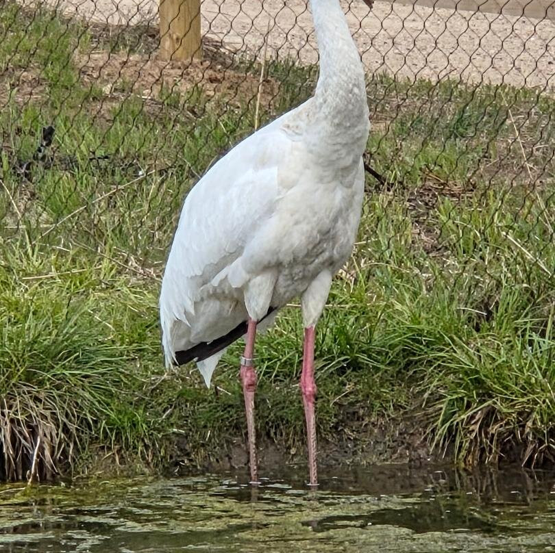 International Crane Foundation-巴拉布必去景点