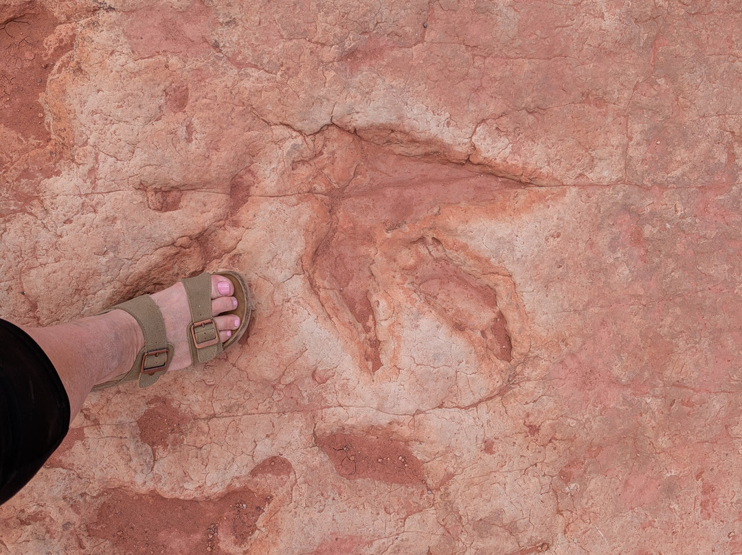 Dinosaur Tracks-蒂巴城必去景点