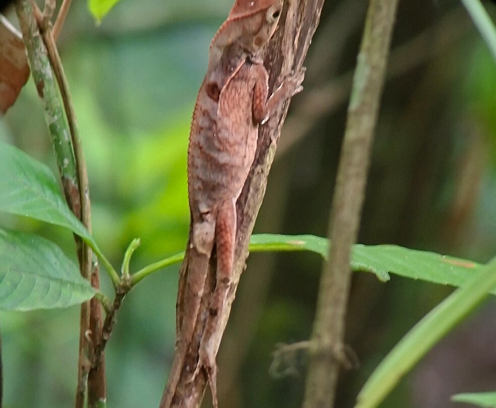 Manuel Antonio National Park-哥斯达黎加安东尼奥国家公园必去景点