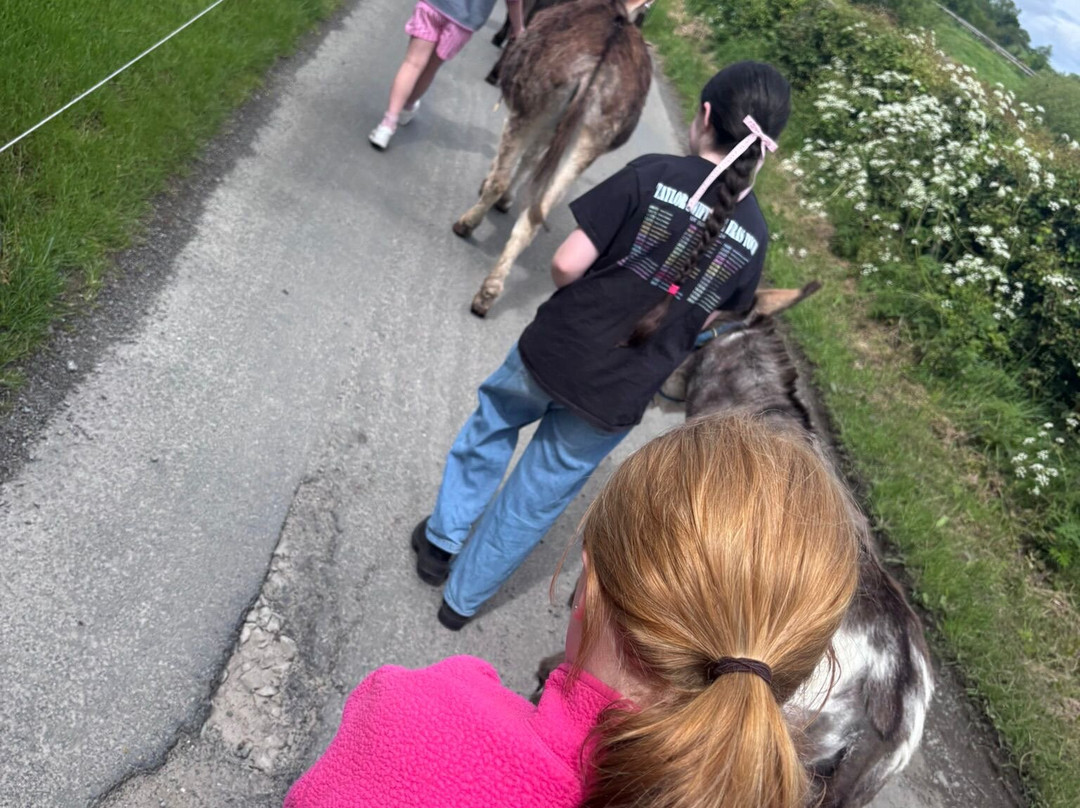 Kinedale Donkeys-Ballynahinch必去景点