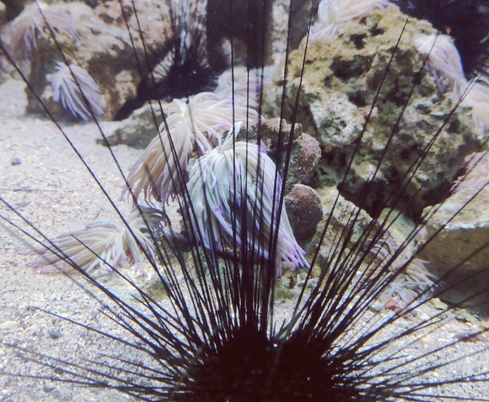Aquarium of Rhodes - Hydrobiological Station-罗德城必去景点
