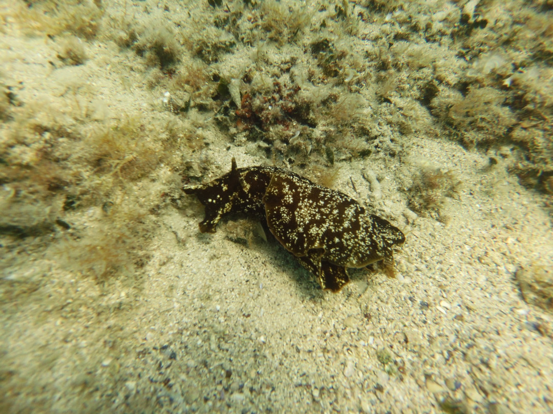 Starfish Diving Center-弗萨必去景点