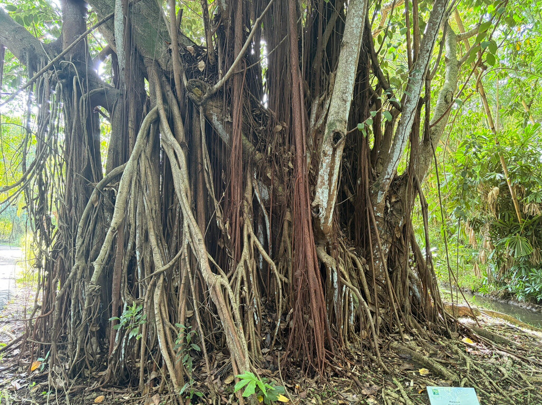 Sir Seewoosagur Ramgoolam Botanical Garden