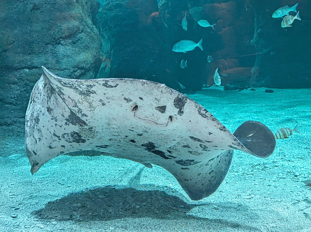 Lanzarote Aquarium-科斯塔特吉塞必去景点
