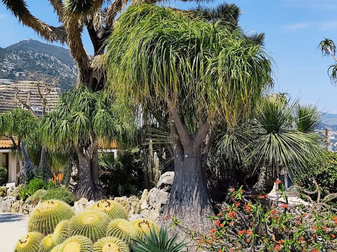 Jardin Exotique de Monaco-摩纳哥城必去景点